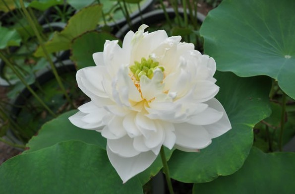 黛玉蓮