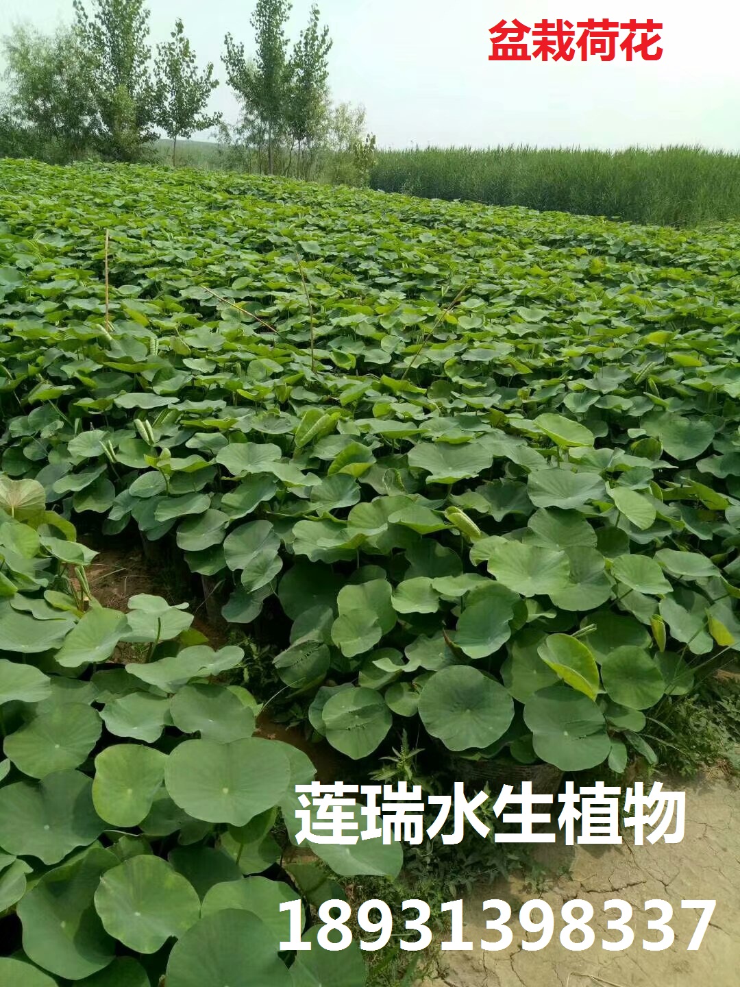 盆栽荷花--荷花種植工程首選，火熱促銷(xiāo)中