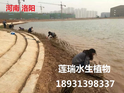 洛陽師范學(xué)院水生植物種植工程