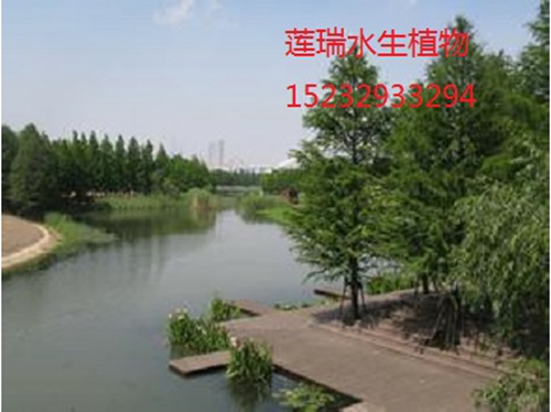 上海市浦東后灘公園